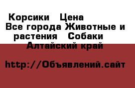 Корсики › Цена ­ 15 000 - Все города Животные и растения » Собаки   . Алтайский край